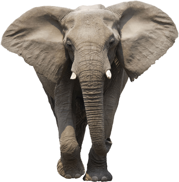 Elephant Face - Elephant Transparent Background (600x600), Png Download