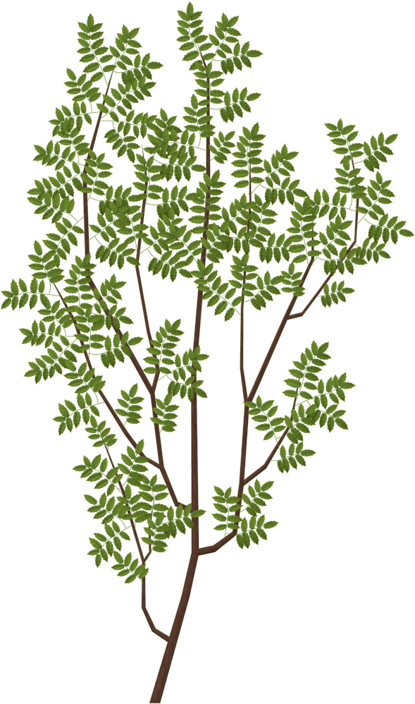 Trees Leaves 003 Col - Branches With Leaves Texture (1024x1024), Png Download