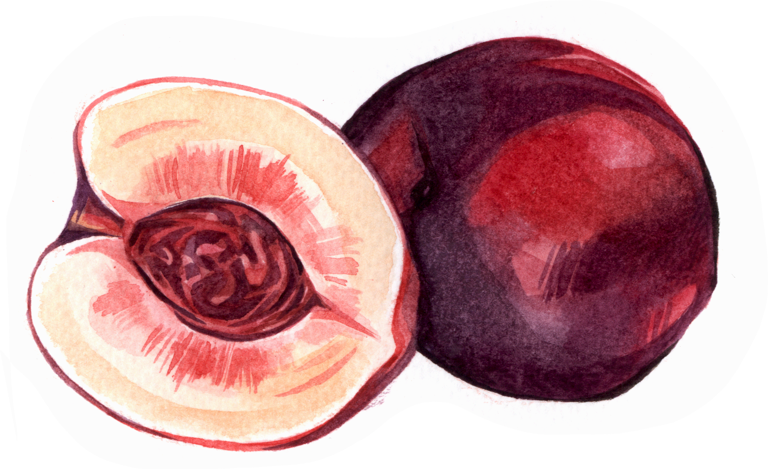 Fruit & Veg - Illustration (1544x943), Png Download