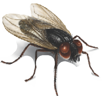 Fly - House Fly (402x379), Png Download