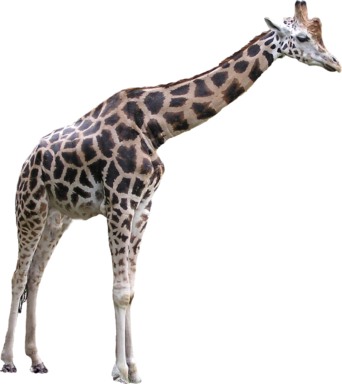 Giraffe - Giraffe Transparent (1134x1272), Png Download