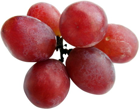 Download Grapes Png Image - Grapes Png (500x393), Png Download