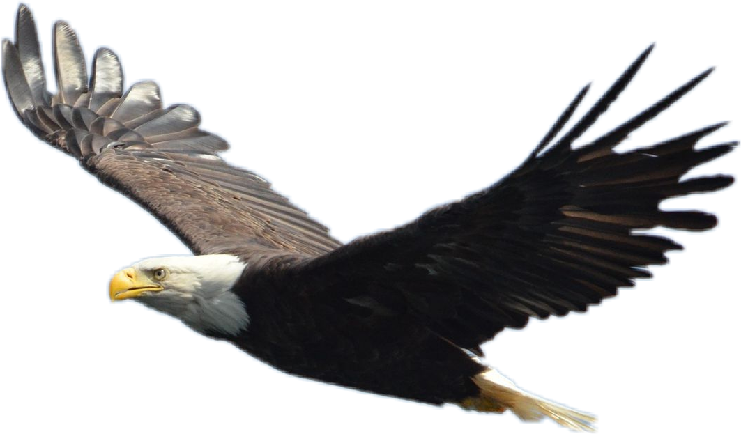 Report Abuse - Alaskan Bald Eagle (1063x623), Png Download