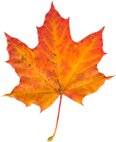 Autumn Leaf Png Transparent Image - Png Leaf (500x532), Png Download