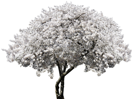 White Flower Tree Png (640x444), Png Download