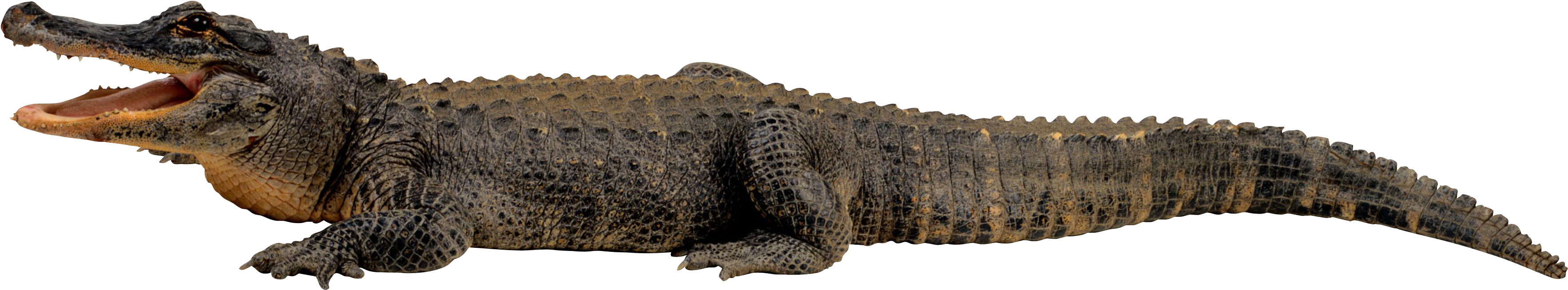 Elephant Stomping A Gator (4140x2407), Png Download