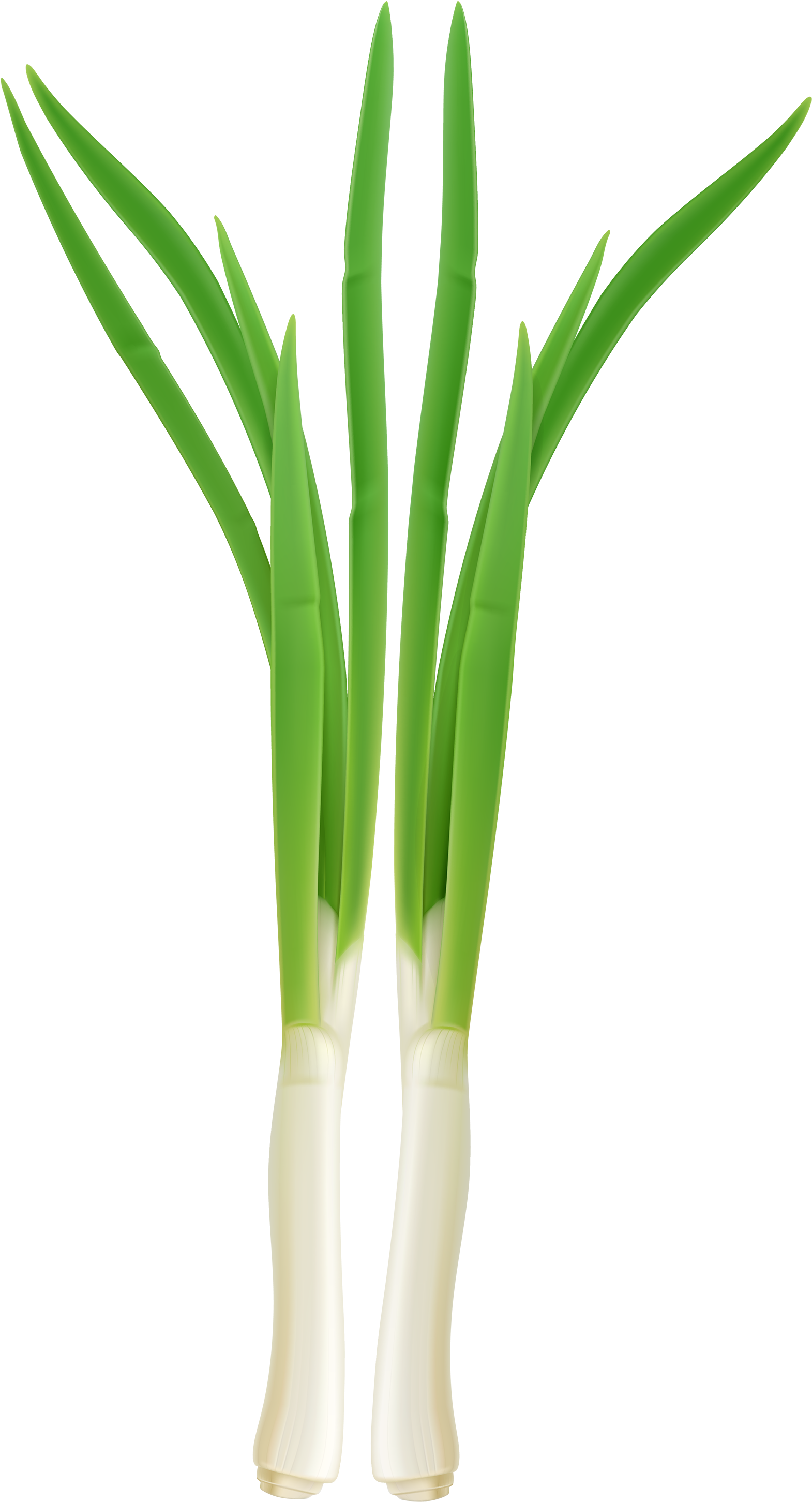 Fresh Onion Png Clipart - Green Onion Png (1621x3000), Png Download