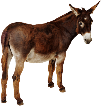 Donkey Png10 - Cafepress Donkey Throw Pillow (494x355), Png Download