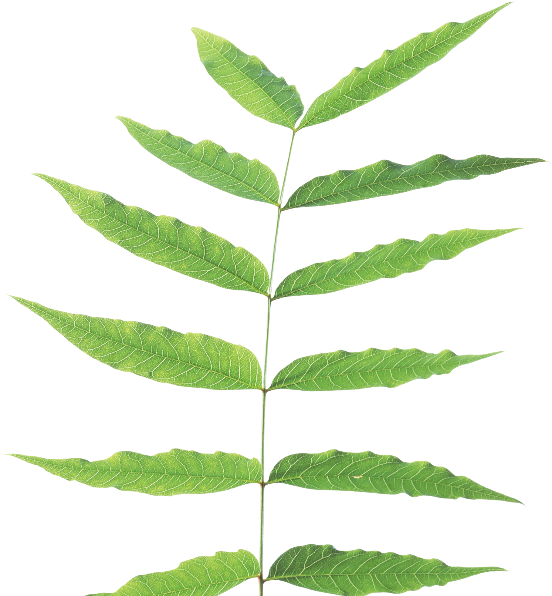 Stem Of A Plant Png Transparent Stem Of A Plant - Plant Stem Png (1819x1965), Png Download
