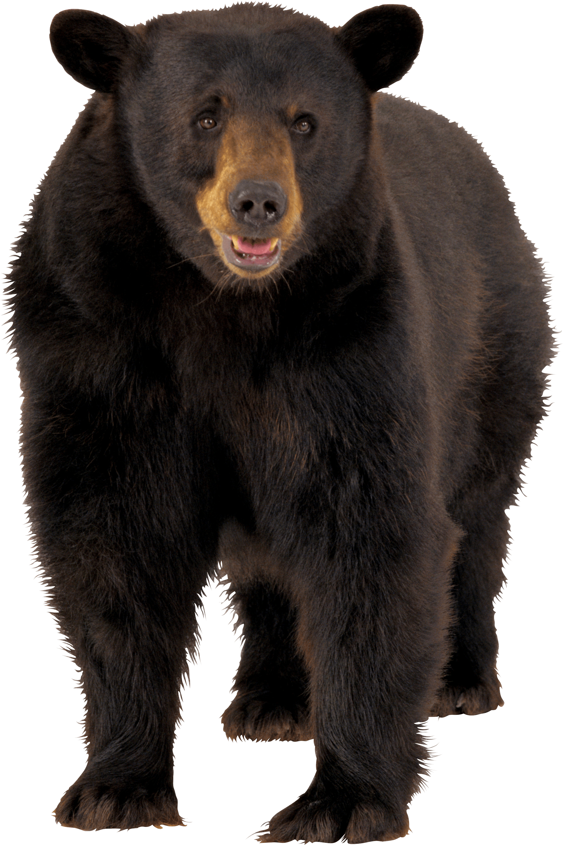 Bear Png Free Download - Bear Transparent (1839x2759), Png Download