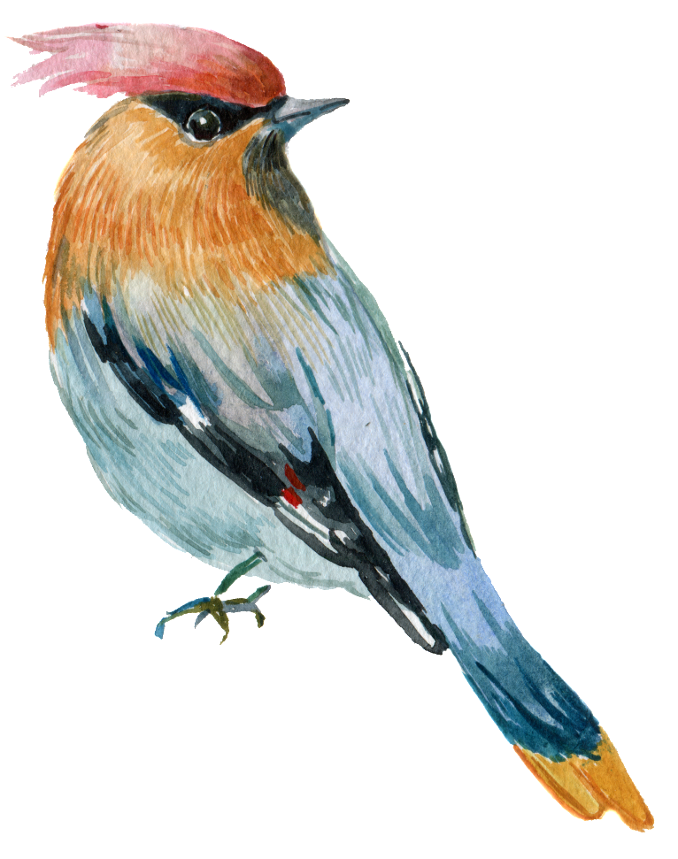 Hand Painted A Rare Parrot Png Transparent - Coloring Book (1024x1502), Png Download