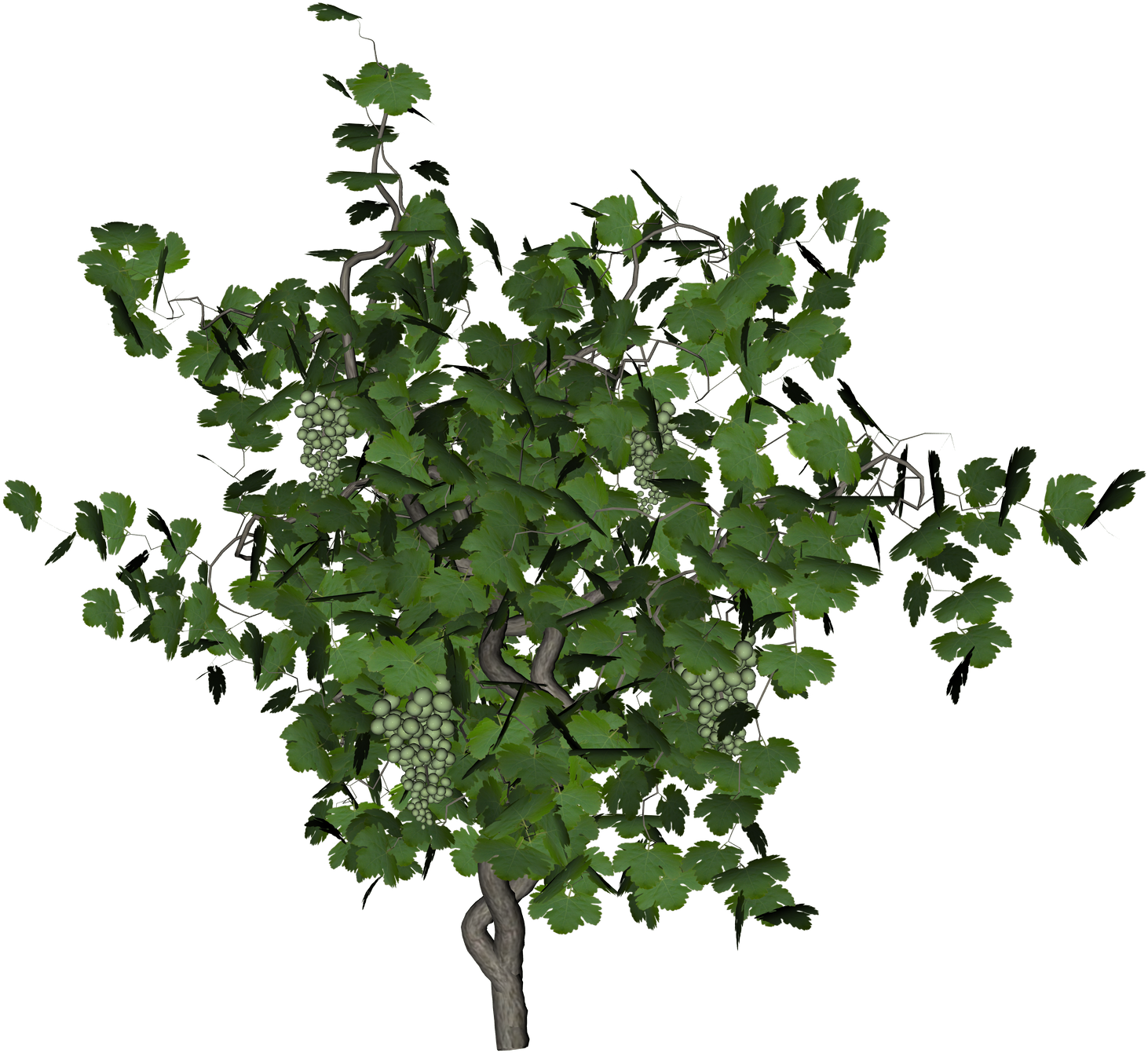 Free Icons Png - Grape Vine Png (1500x1500), Png Download