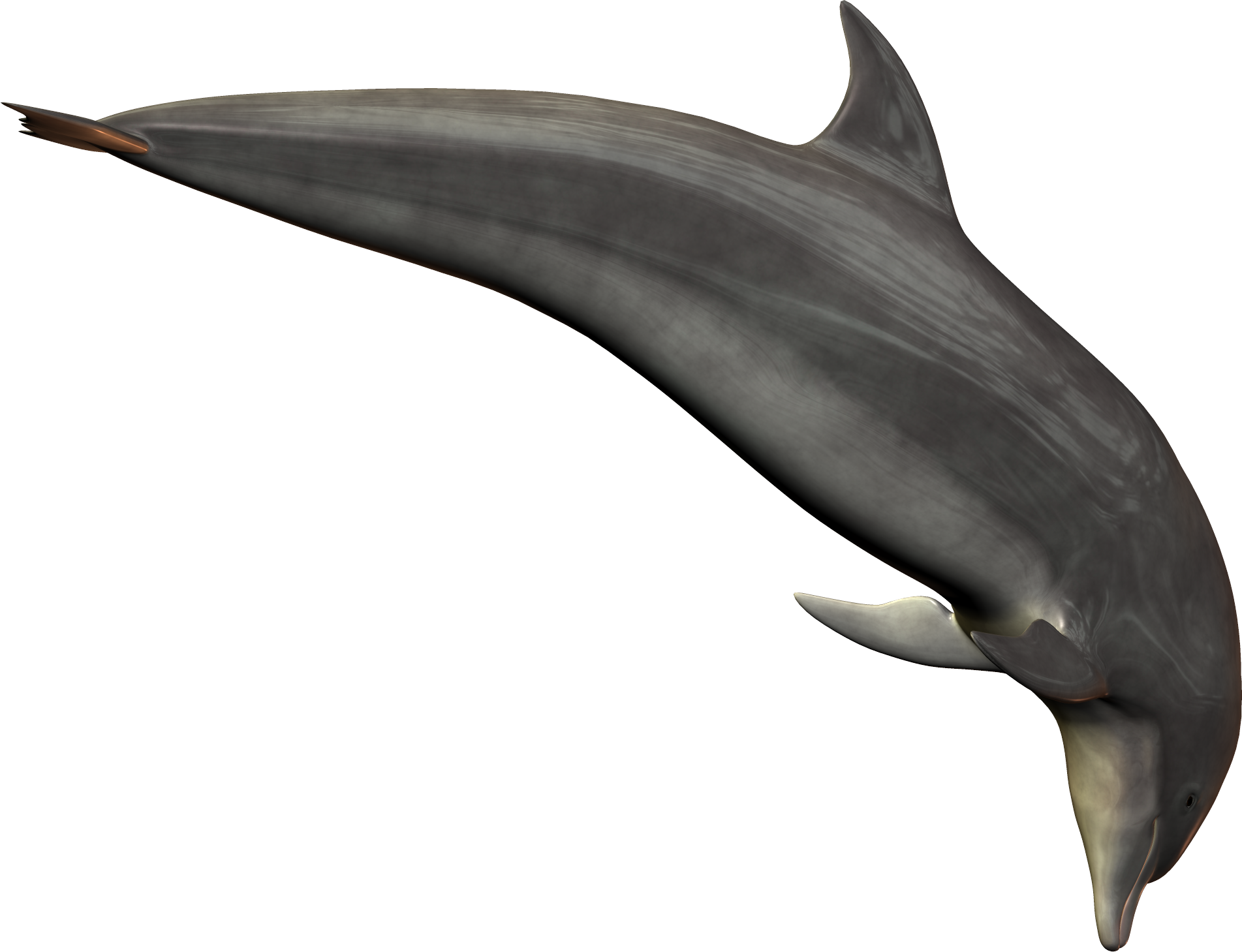 Dolphin Png Image - Delfin Real Png (1903x1459), Png Download