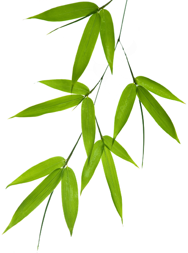 Bamboo Leaf Png - Bamboo Leaves Vector Png (375x504), Png Download