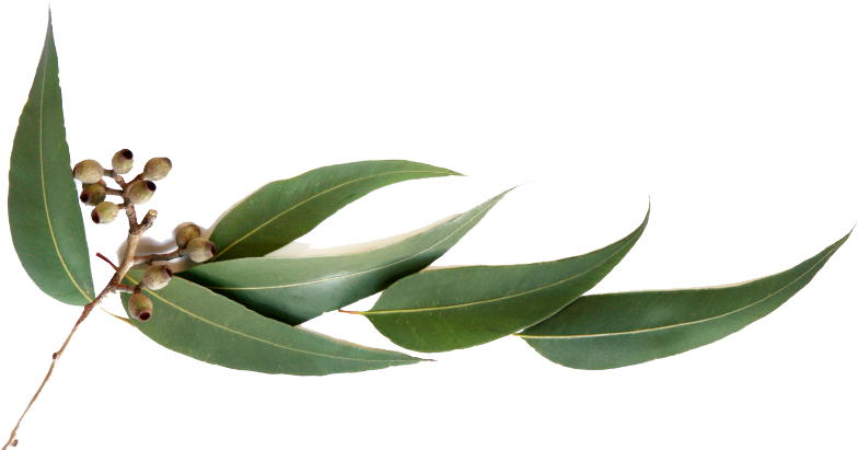 Eucalyptus Leaves Png - Eucalyptus Png (848x441), Png Download