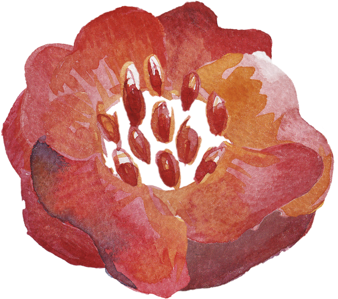 Pin By Samantha Graham On My Polyvore Finds - Poppy (1416x1252), Png Download
