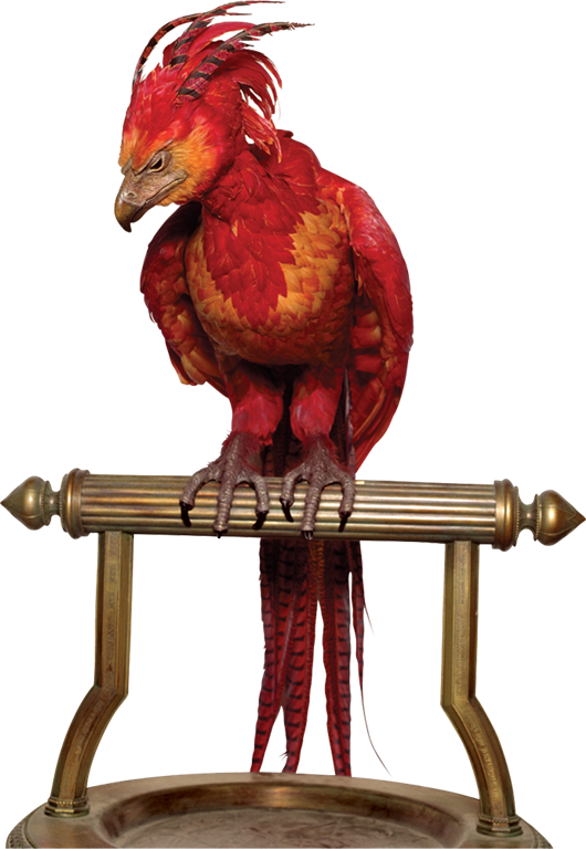 Phoenix - Fawkes Harry Potter Png (530x768), Png Download