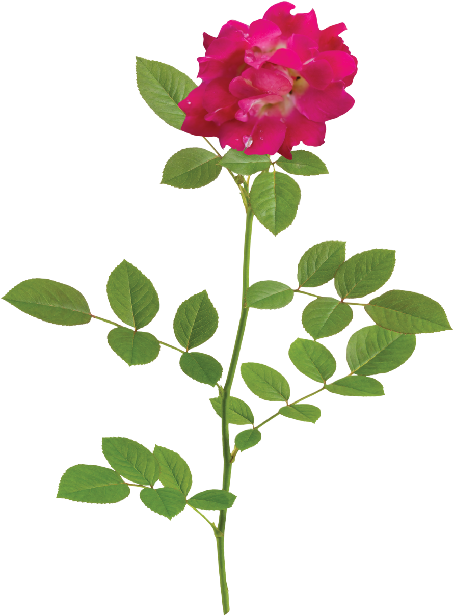 The Red Drift® Rose - Natural Rose Png (1000x1331), Png Download