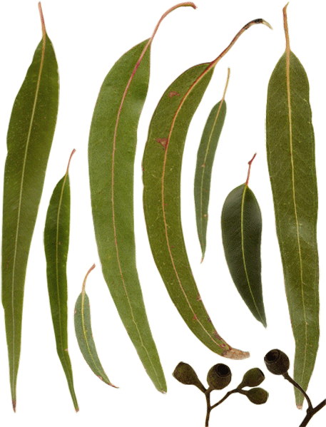 Australian Gum Leaves And Gumnuts - Australian Gum Tree Leaves (465x601), Png Download