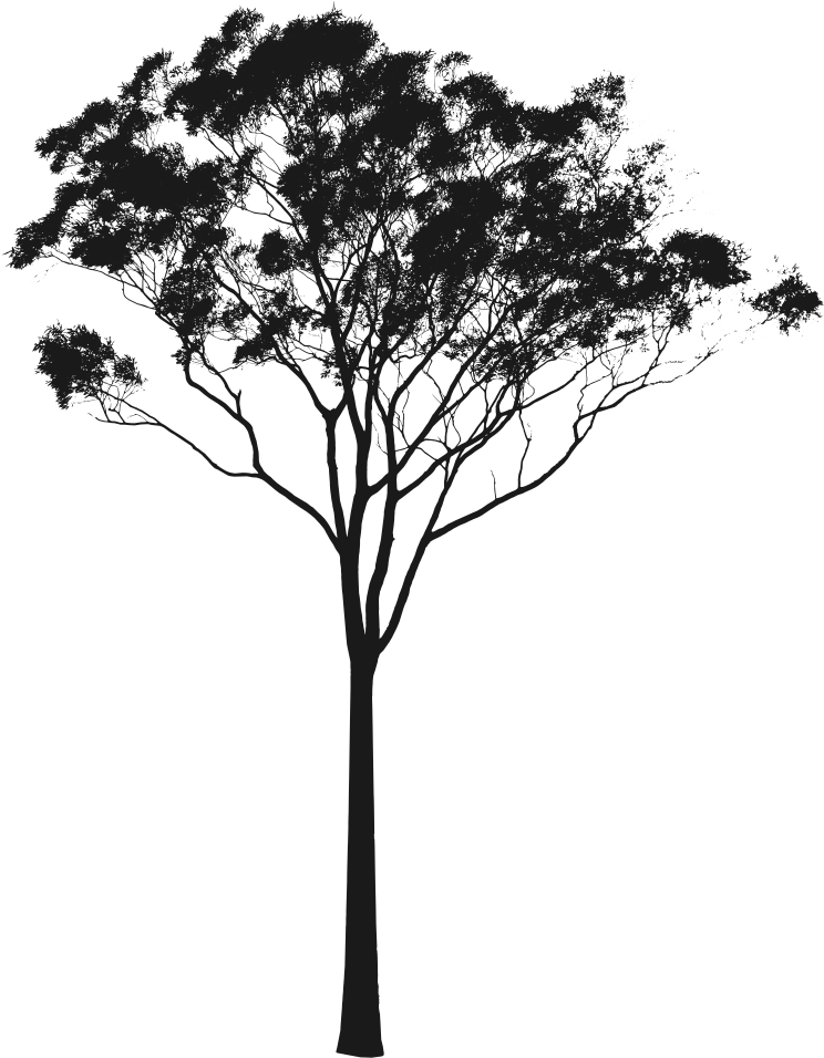 Eucalyptus Or Tree Silhouette Clip Art Freeuse Stock - Gum Tree Silhouette Png (771x1000), Png Download