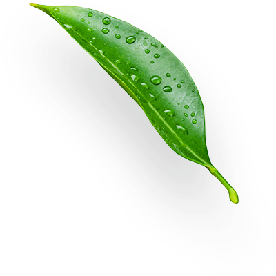 Limes - Stock Photography (500x500), Png Download