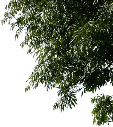 Tree Leaves Png Image - Tree Leaves Png (400x438), Png Download