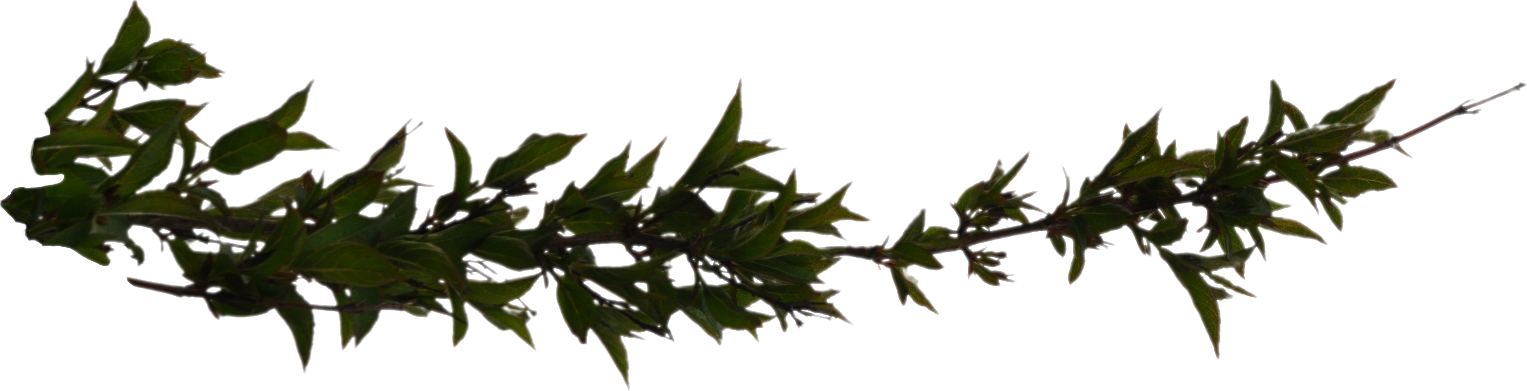 Branch Png Hd (3138x805), Png Download