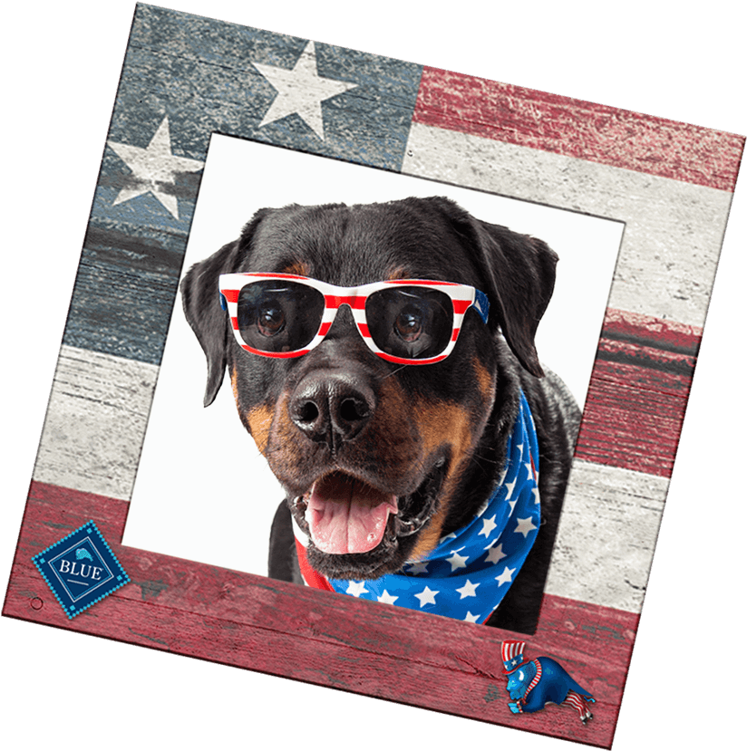 Check Out All Our Patriotic Entries In The Gallery - Pet (1002x900), Png Download