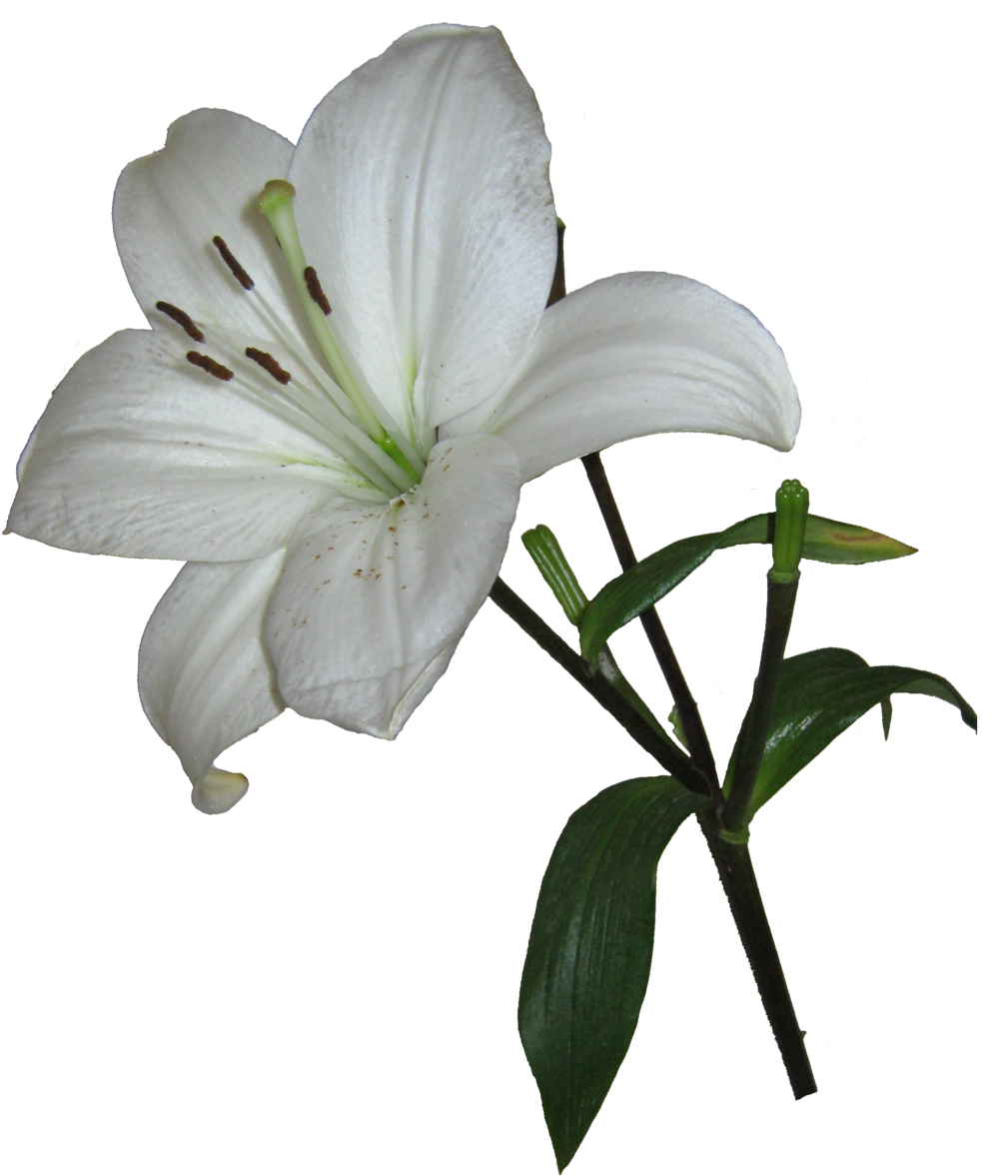 Download Amazing High-quality Latest Png Images Transparent - Lilies Png (856x1024), Png Download