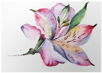 Alstroemeria Watercolor (400x400), Png Download