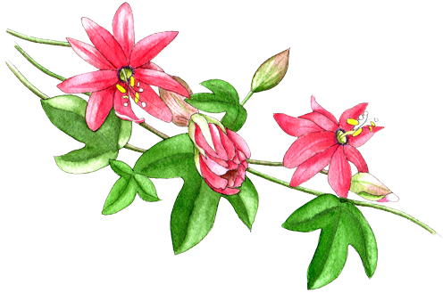 Passion Flower - Passion Flower Watercolor Png (500x347), Png Download