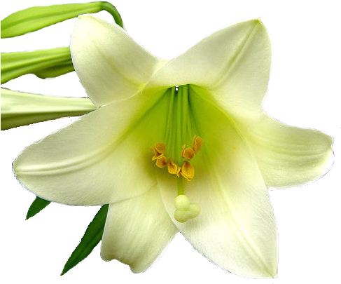 Lily Flower Transparent Image - Lilies Png Transparent (486x418), Png Download