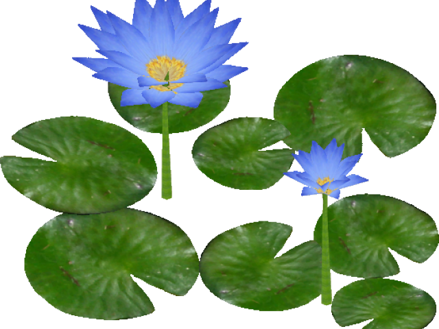 Giant Water Lily - Giant Water Lilies Png (525x525), Png Download