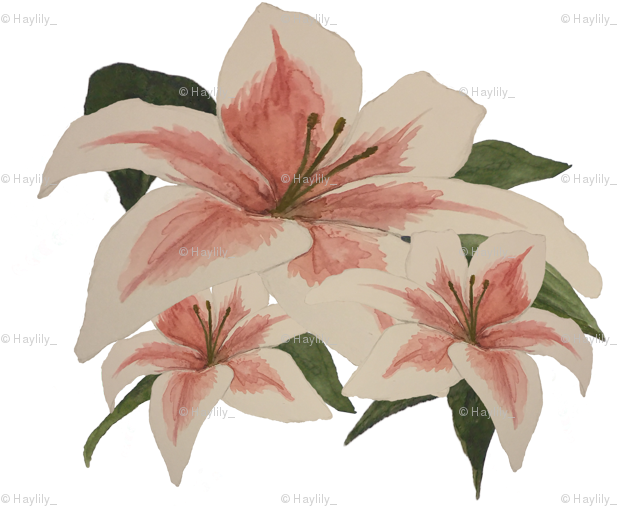 Stargazer Lily (675x540), Png Download