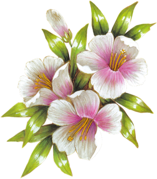 Lily (564x600), Png Download