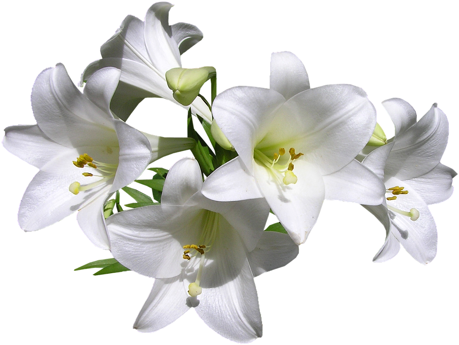 Lily (960x720), Png Download