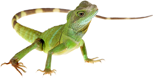 Lizard Png Hd - Lizard Png (500x268), Png Download