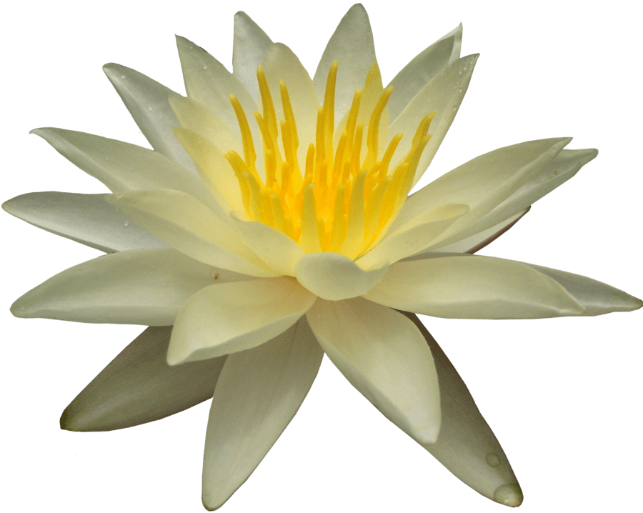 Free Png Water Lily Png Images Transparent - Yellow Water Lilly Png (850x679), Png Download