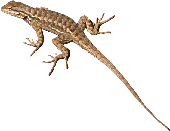Png Freeuse Stock Download Hq Png Image Freepngimg - Desert Lizard Transparent Background (650x519), Png Download