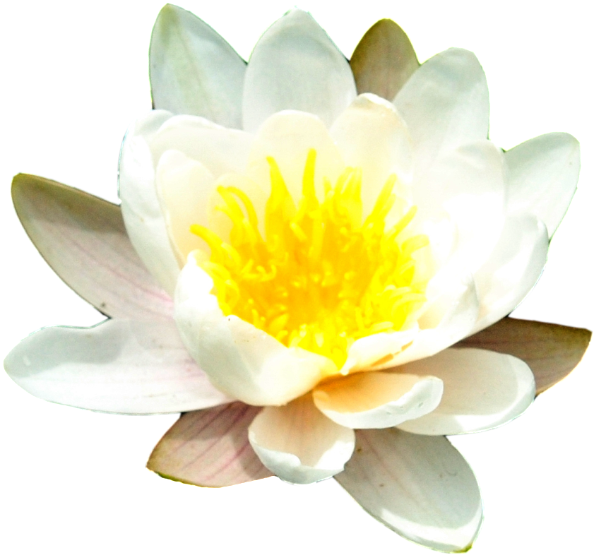 Water Lily Free Png Image - Anti Mosquito Spray 100 Ml. (1024x977), Png Download