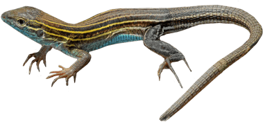 Imagenes De Lizard (400x400), Png Download