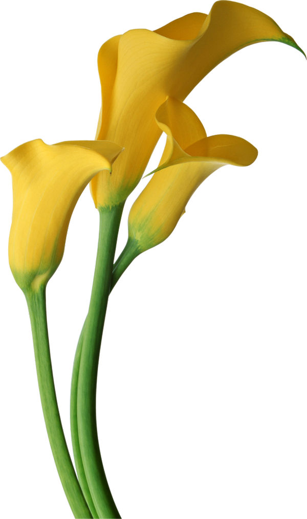Yellow Transparent Calla Lilies Flowers Clipart - Calla Lily Flower Png (600x1012), Png Download
