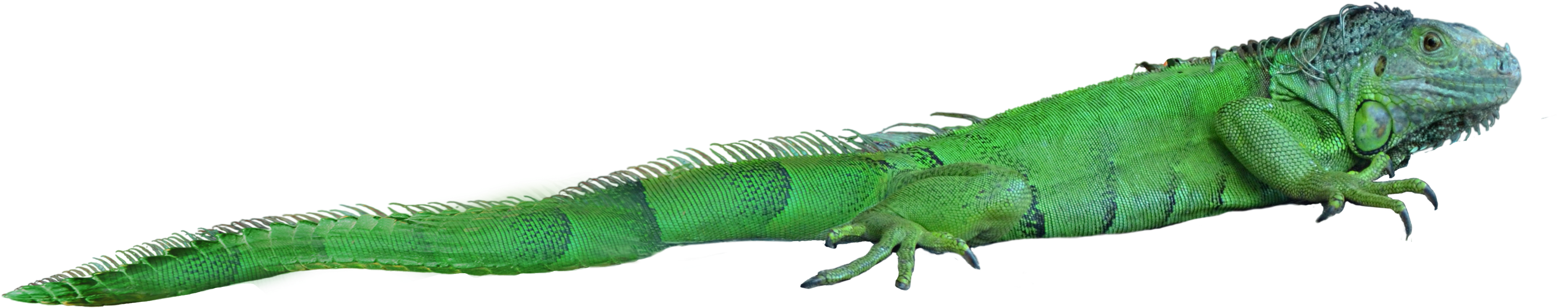 Lizard Png - Transparent Background Reptile Png (4454x1829), Png Download