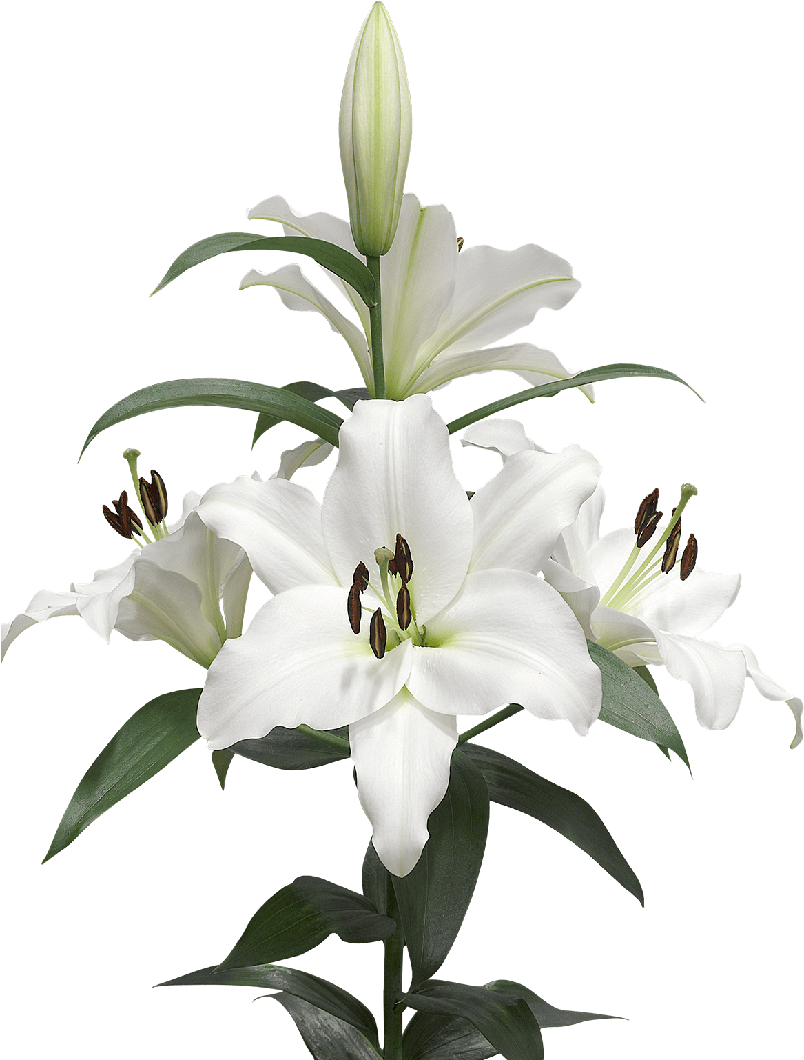 Lilies Background - Lilies Transparent (1200x1600), Png Download