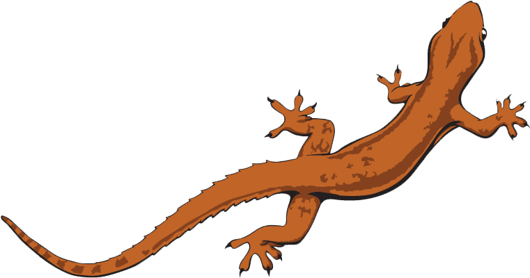 Lizard Png (786x423), Png Download