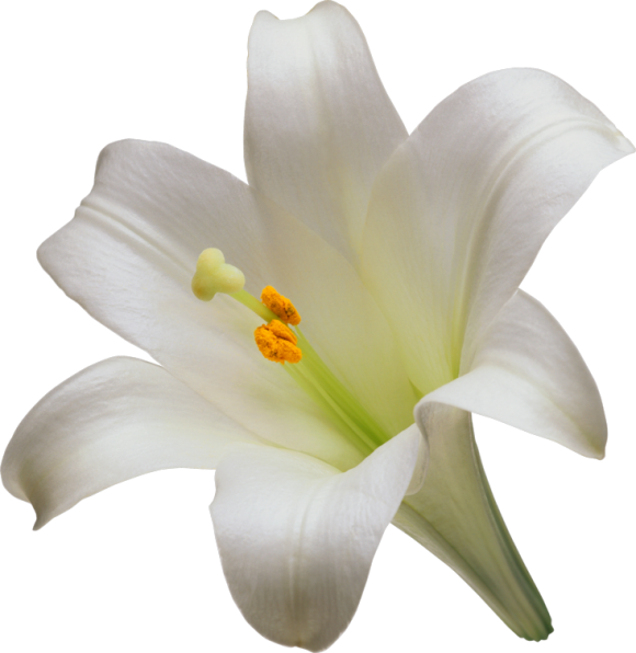 Lily Lilium Candidum Tiger - White Lily Flower Png (580x596), Png Download