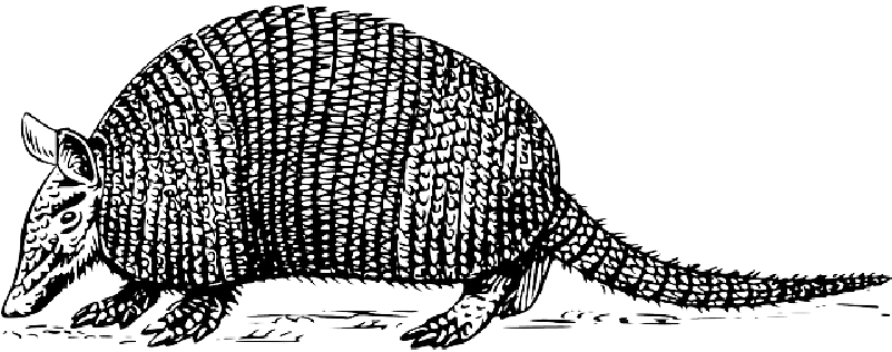 Picture Royalty Free Armadillo Clipart Drawn - Armadillo Clip Art (800x400), Png Download