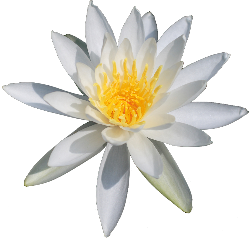 White Water Lily - White Water Lily Transparent (846x806), Png Download