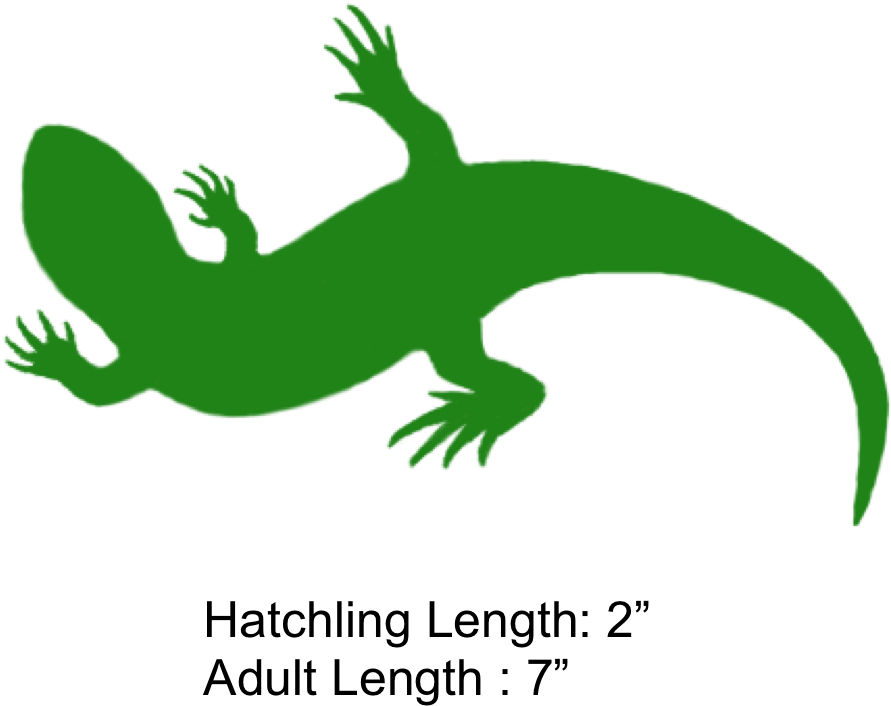 The Shaded Region Represents The Range Of The Eastern - Skink Graphic (951x742), Png Download