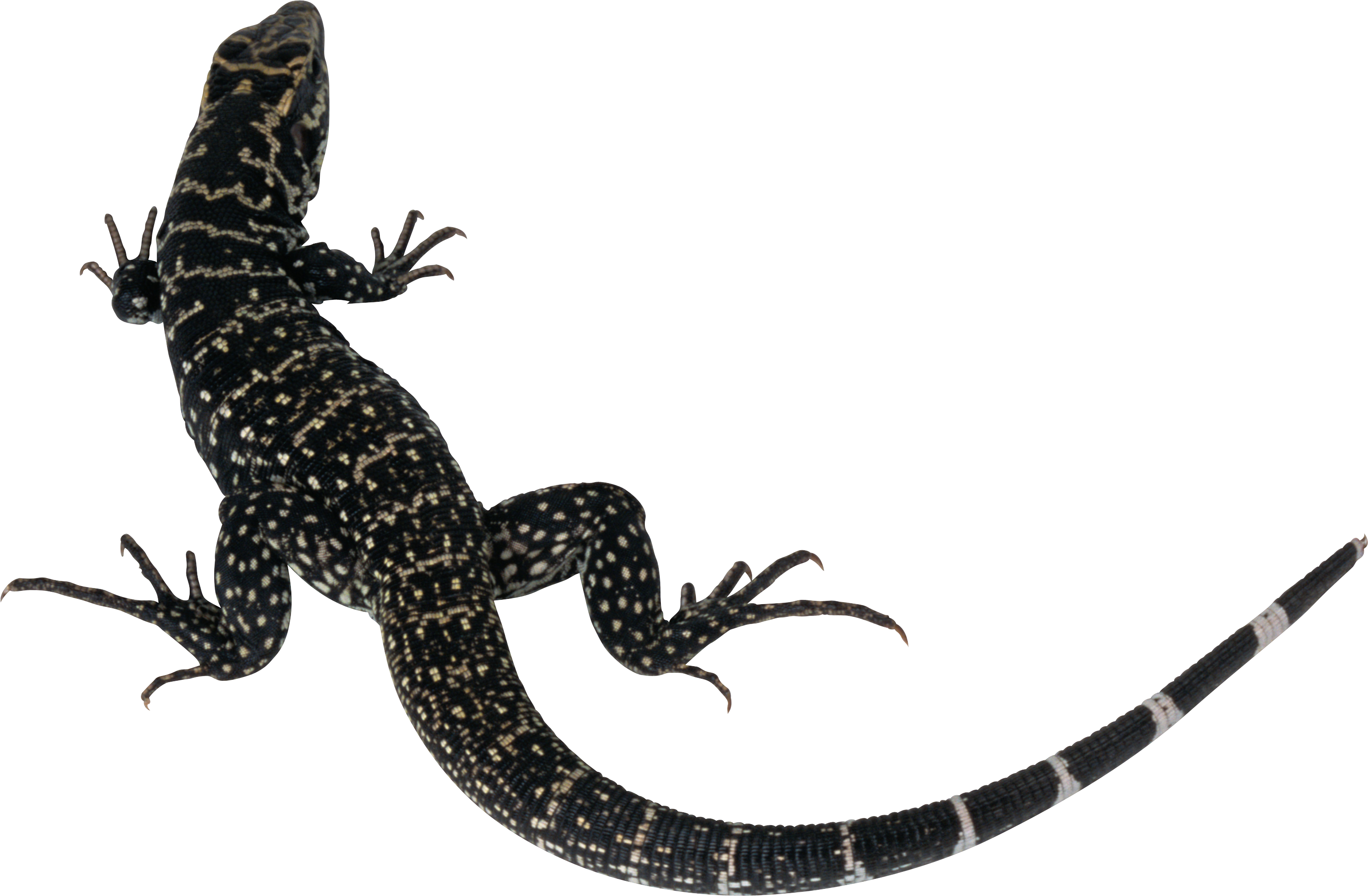 Lizard Png - Lizard Reptile Transparent Background (2892x1894), Png Download